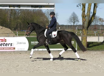 Hanoverian, Gelding, 4 years, 16,2 hh, Smoky-Black