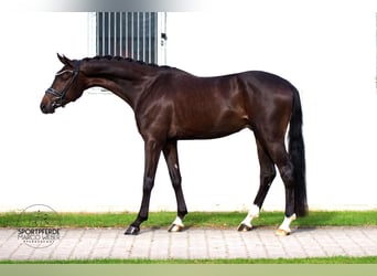 Hanoverian, Gelding, 4 years, 16,3 hh, Bay-Dark