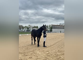 Hanoverian, Gelding, 4 years, 16,3 hh, Bay-Dark