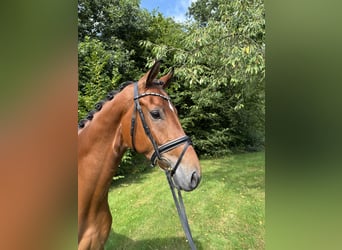 Hanoverian, Gelding, 4 years, 16,3 hh, Brown