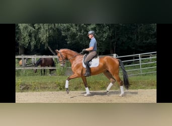Hanoverian, Gelding, 4 years, 16,3 hh, Brown
