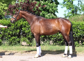 Hanoverian, Gelding, 4 years, 16,3 hh, Brown