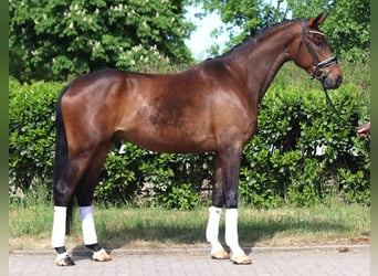 Hanoverian, Gelding, 4 years, 16,3 hh, Brown