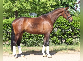 Hanoverian, Gelding, 4 years, 16,3 hh, Brown