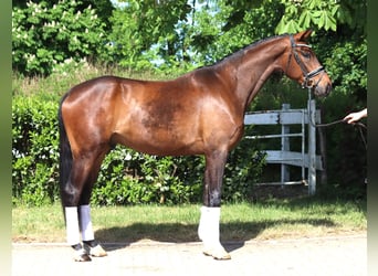 Hanoverian, Gelding, 4 years, 16,3 hh, Brown