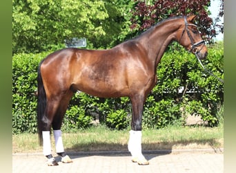 Hanoverian, Gelding, 4 years, 16,3 hh, Brown