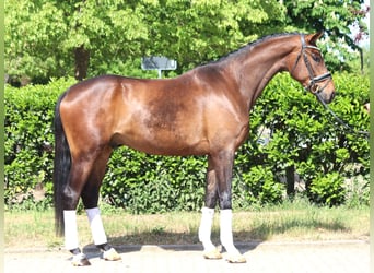 Hanoverian, Gelding, 4 years, 16,3 hh, Brown