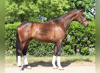 Hanoverian, Gelding, 4 years, 16,3 hh, Brown