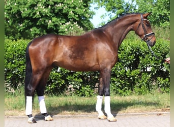 Hanoverian, Gelding, 4 years, 16,3 hh, Brown