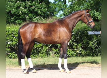 Hanoverian, Gelding, 4 years, 16,3 hh, Brown