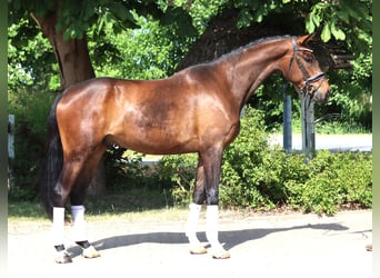 Hanoverian, Gelding, 4 years, 16,3 hh, Brown