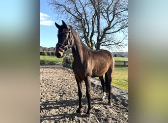 Hanoverian, Gelding, 4 years, 16,3 hh, Brown