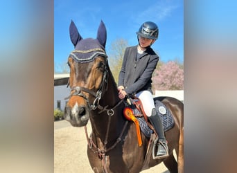 Hanoverian, Gelding, 4 years, 16,3 hh, Brown