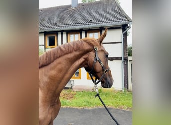 Hanoverian, Gelding, 4 years, 16,3 hh, Chestnut-Red