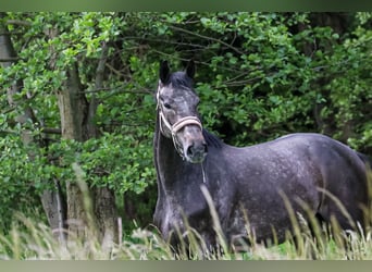 Hanoverian, Gelding, 4 years, 16,3 hh, Grey-Dark-Tan