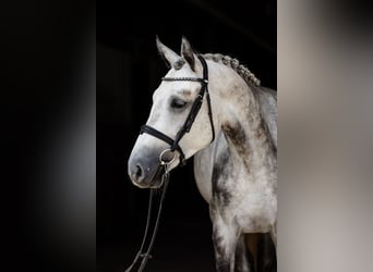 Hanoverian, Gelding, 4 years, 16,3 hh, Grey