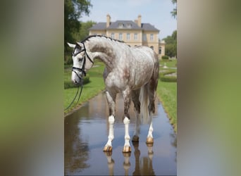 Hanoverian, Gelding, 4 years, 16,3 hh, Grey
