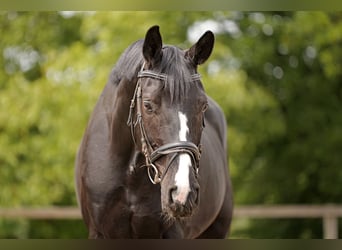 Hanoverian, Gelding, 4 years, 16,3 hh, Smoky-Black