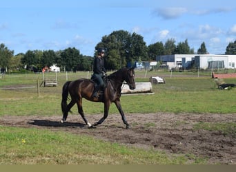 Hanoverian, Gelding, 4 years, 17,1 hh, Bay-Dark