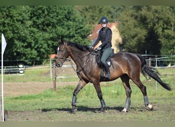 Hanoverian, Gelding, 4 years, 17,1 hh, Bay-Dark