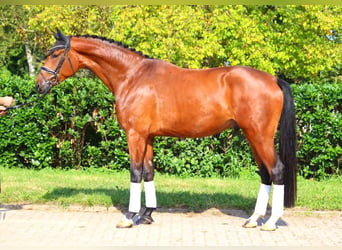 Hanoverian, Gelding, 4 years, 17,1 hh, Brown