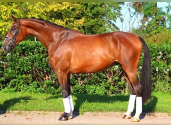 Hanoverian, Gelding, 4 years, 17,1 hh, Brown