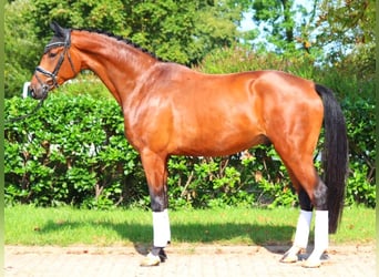 Hanoverian, Gelding, 4 years, 17,1 hh, Brown