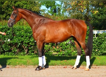 Hanoverian, Gelding, 4 years, 17,1 hh, Brown