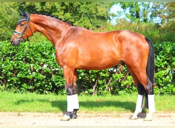 Hanoverian, Gelding, 4 years, 17,1 hh, Brown