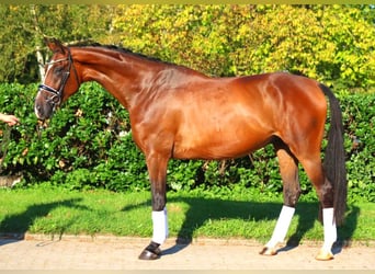 Hanoverian, Gelding, 4 years, 17,1 hh, Brown