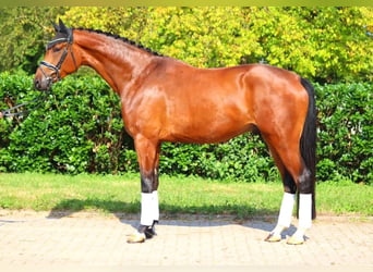 Hanoverian, Gelding, 4 years, 17,1 hh, Brown