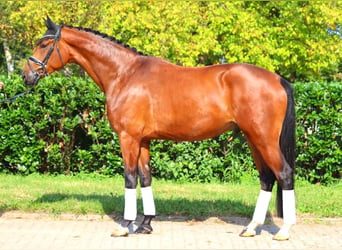 Hanoverian, Gelding, 4 years, 17,1 hh, Brown