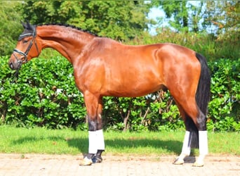 Hanoverian, Gelding, 4 years, 17,1 hh, Brown