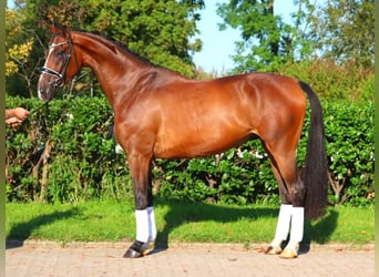 Hanoverian, Gelding, 4 years, 17,1 hh, Brown