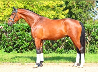 Hanoverian, Gelding, 4 years, 17,1 hh, Brown