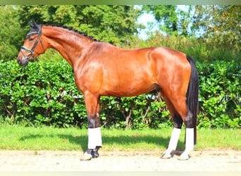 Hanoverian, Gelding, 4 years, 17,1 hh, Brown