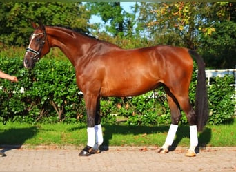 Hanoverian, Gelding, 4 years, 17,1 hh, Brown