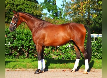 Hanoverian, Gelding, 4 years, 17,1 hh, Brown