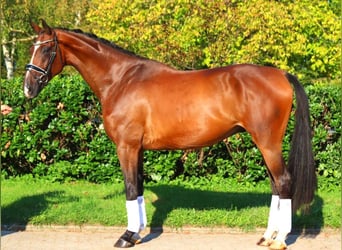 Hanoverian, Gelding, 4 years, 17,1 hh, Brown