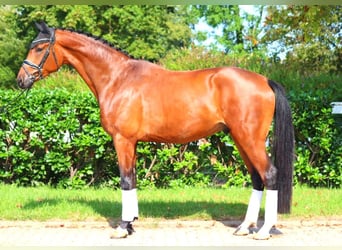 Hanoverian, Gelding, 4 years, 17,1 hh, Brown