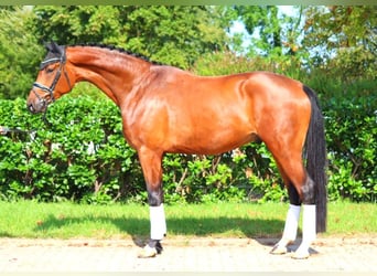 Hanoverian, Gelding, 4 years, 17,1 hh, Brown