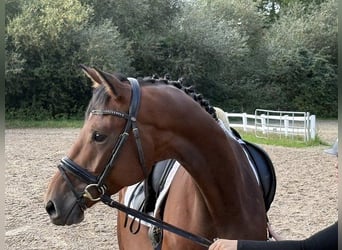 Hanoverian, Gelding, 4 years, 17.1 hh, Brown