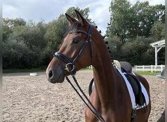 Hanoverian, Gelding, 4 years, 17.1 hh, Brown