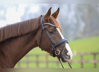 Hanoverian, Gelding, 4 years, 17,1 hh, Chestnut