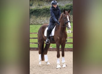 Hanoverian, Gelding, 4 years, 17,1 hh, Chestnut