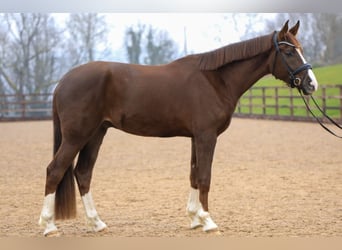 Hanoverian, Gelding, 4 years, 17,1 hh, Chestnut