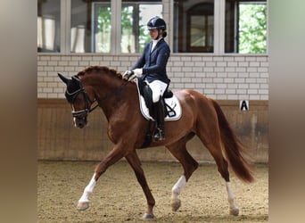 Hanoverian, Gelding, 4 years, 17.1 hh, Chestnut