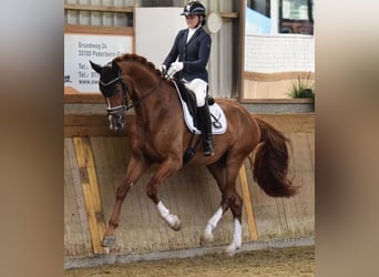Hanoverian, Gelding, 4 years, 17.1 hh, Chestnut