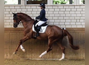 Hanoverian, Gelding, 4 years, 17.1 hh, Chestnut