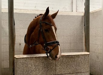 Hanoverian, Gelding, 4 years, 17,1 hh, Chestnut-Red